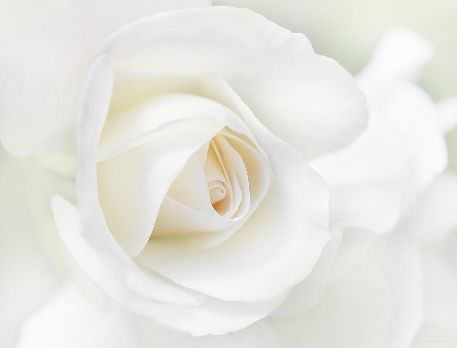 Nature Photograph - The White Rose Flower by Jennie Marie Schell