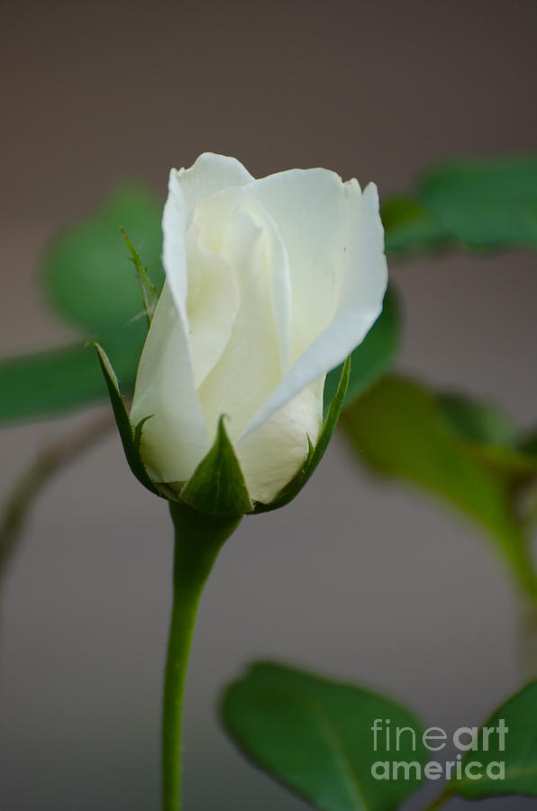 The White Rose Matters Of The Heart Photograph by Donna Brown