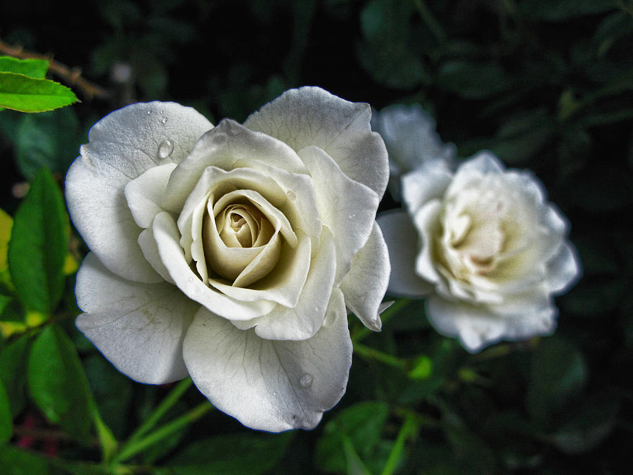 The White Rose Photograph by Oscar Alvarez Jr