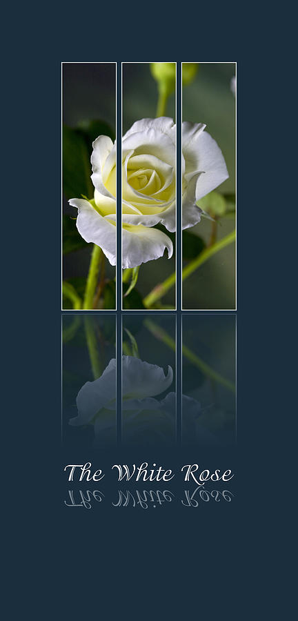 Nature Photograph - The White Rose by Sarah Christian
