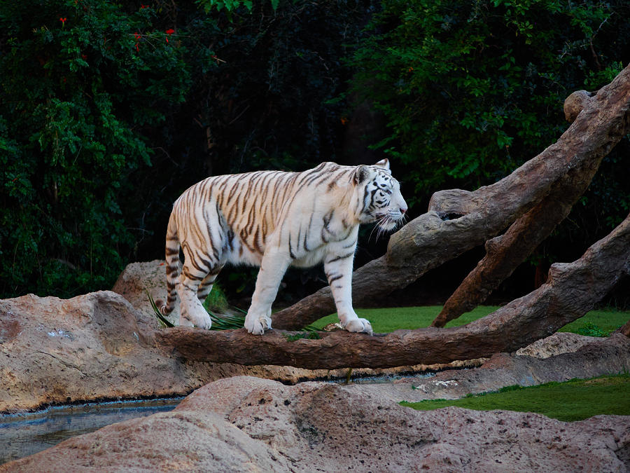 The White Tiger Photograph by Jouko Lehto