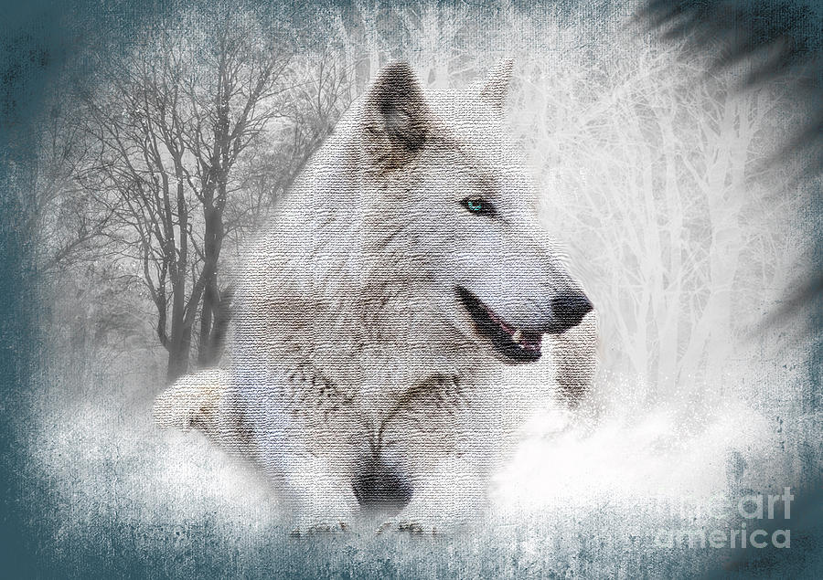 The White Wolf Photograph by Kathy Baccari