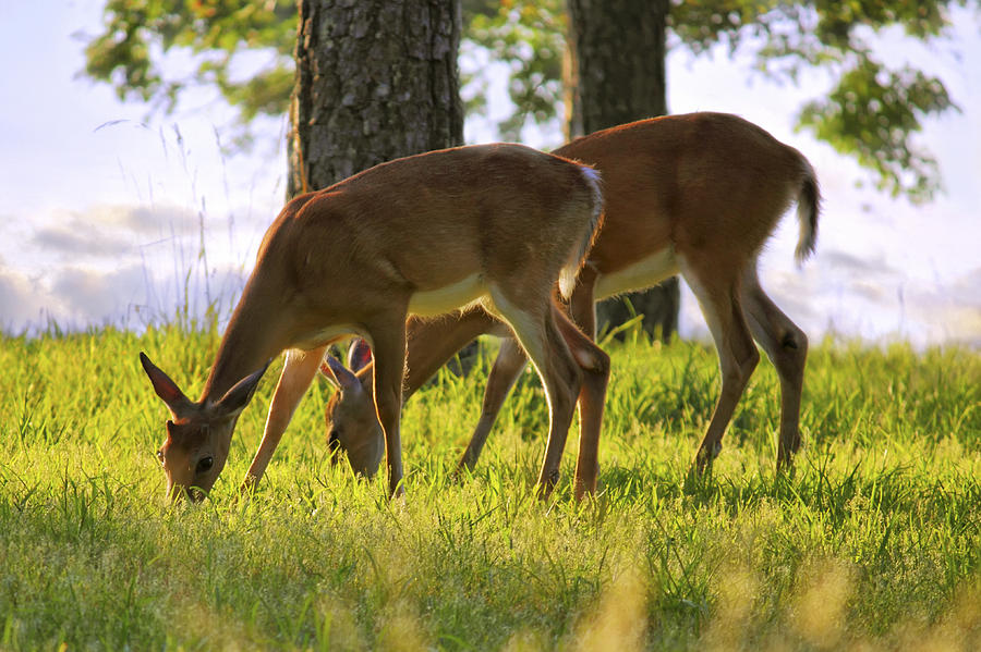 The Whitetail Deer of Mt. Nebo - Arkansas Photograph by Jason Politte
