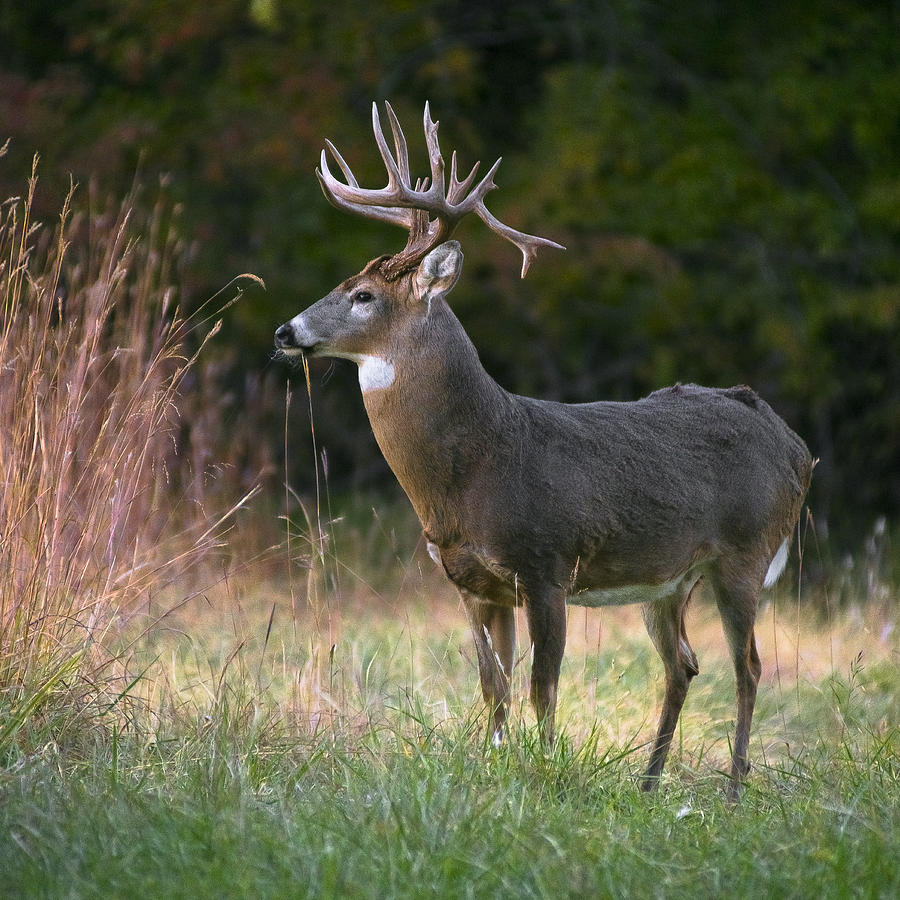 The Whitetail Photograph by Garett Gabriel - Fine Art America