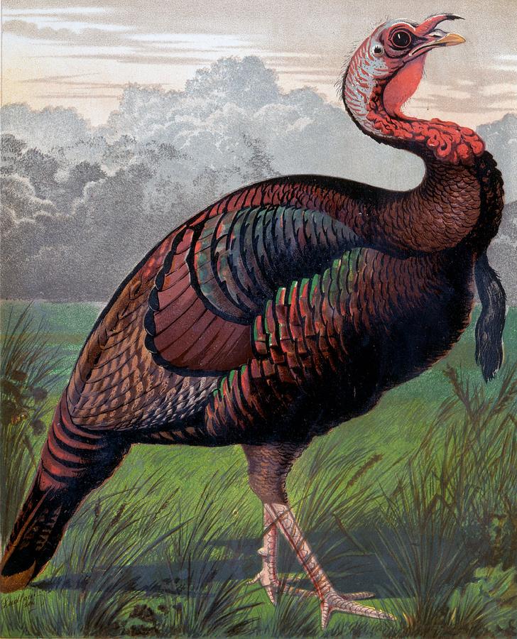 The Wild American Turkey Cock Drawing by Ludlow