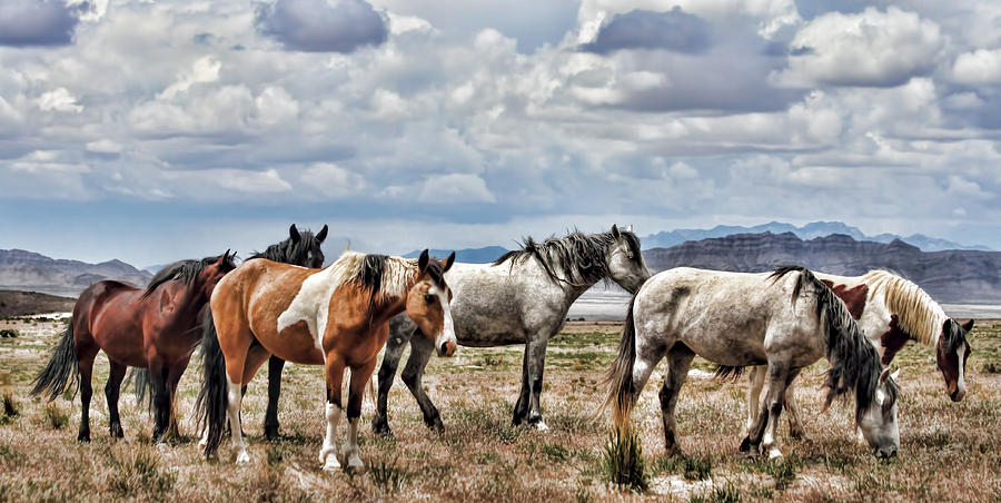 Horse Photograph - The Wild Band by Gene Praag Horse Photograph - The Wild Band by Gene Praag