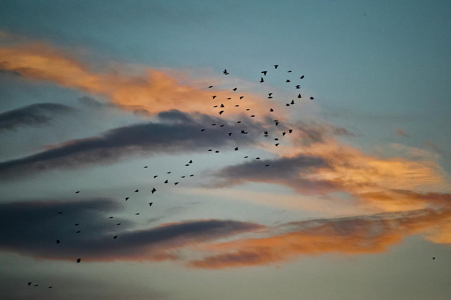The Wild Birds Return To A Nest Photograph by Tsuneo Yamashita