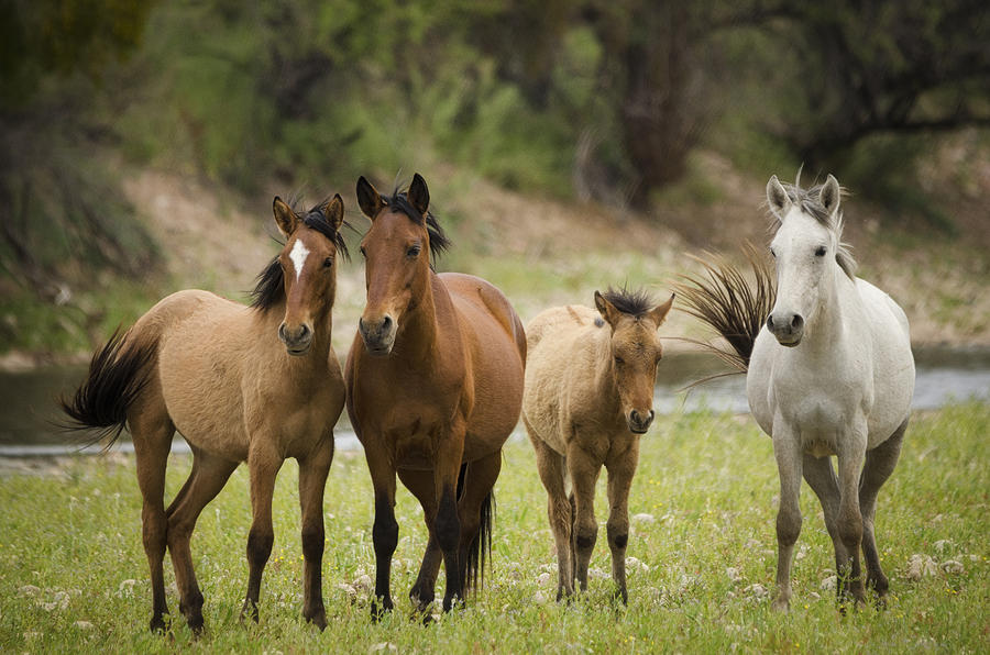 Horse family. Семья лошадей. Семья диких лошадей. Представители лошадей. Семейка лошадей.