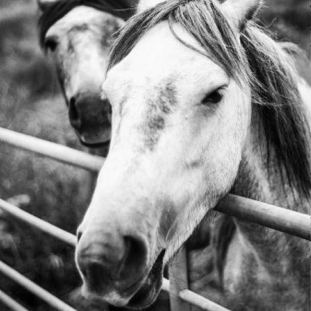 Horse Photograph - The Wild Horses by Aleck Cartwright