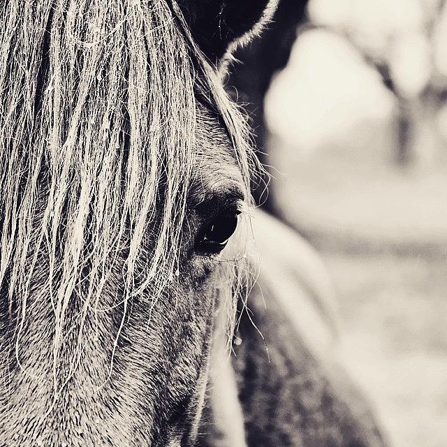 Nature Photograph - The Wild One #horse #rain #animal by Scott Pellegrin