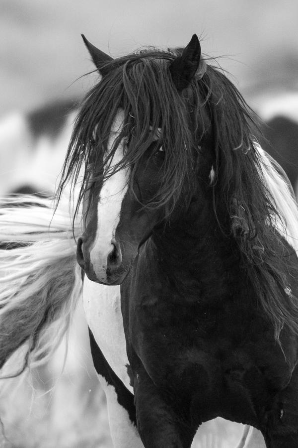 Wild Horse Photograph - The Wild One by Sandy Sisti