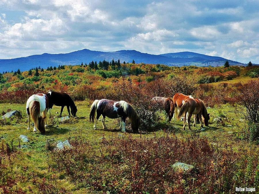 The Wild Ponies Of Mount Rogers Photograph by Holly Dwyer