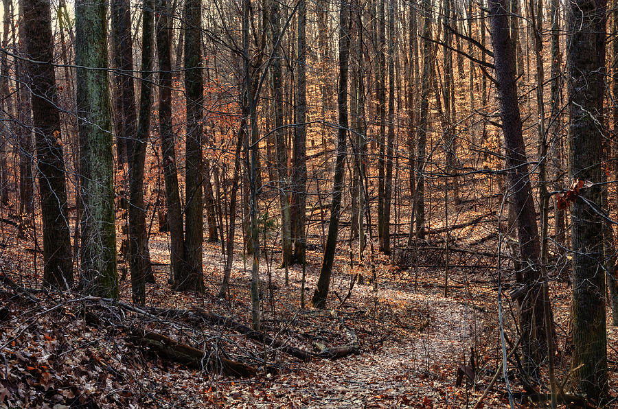 Adams Photograph - The Wilderness by Diana Boyd Adams Photograph - The Wilderness by Diana Boyd