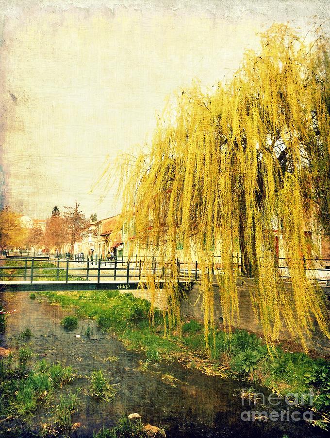 The Willow Photograph