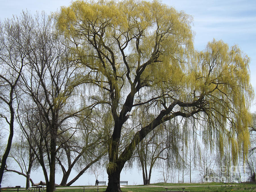 The Willow Weeped Photograph by Brenda Brown