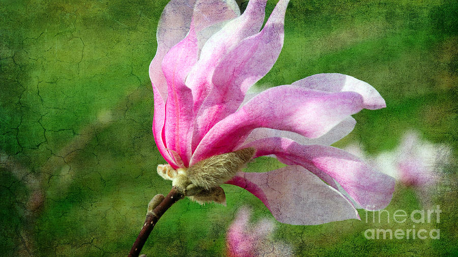 The Windblown Pink Magnolia - Flora - Tree - Spring - Garden Photograph by Andee Design