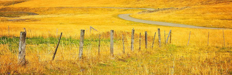 Bluebird Photograph - The Winding Road The Crooked Fence And The Bluebird by Theresa Tahara