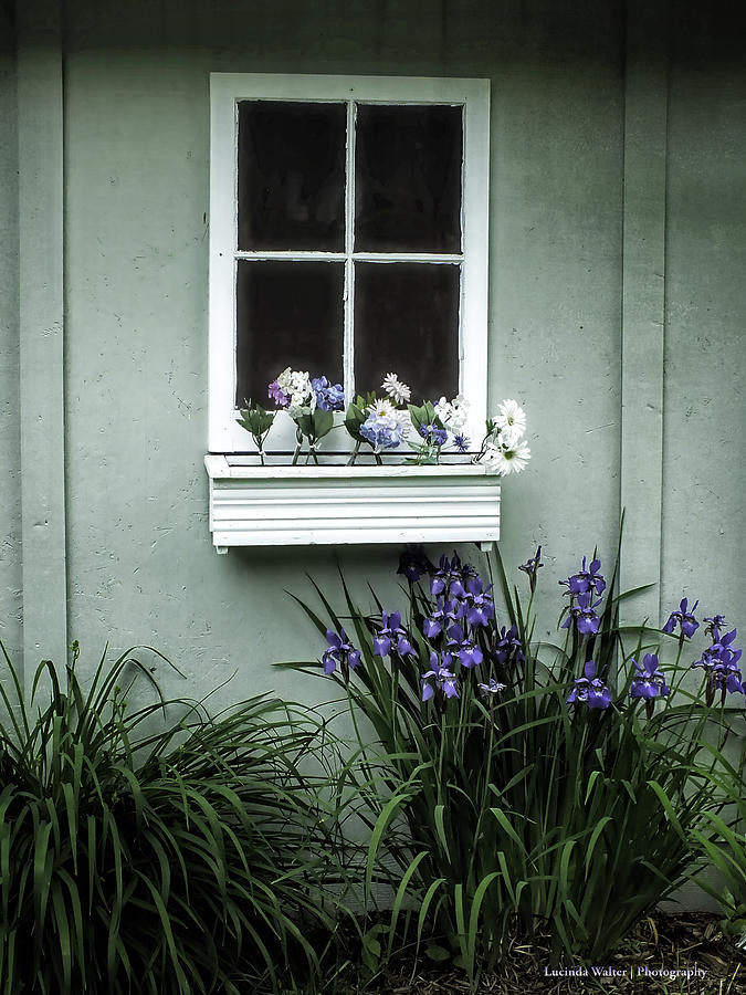 The Window Box Photograph by Lucinda Walter