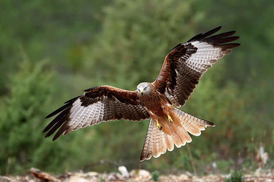 The Wings Of The Red Kite Photograph by Nicol??s Merino
