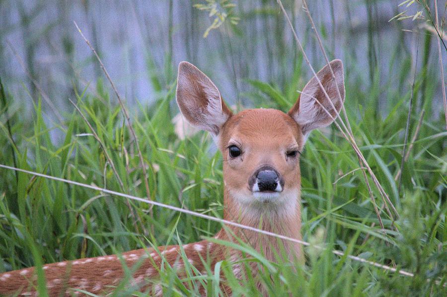 The Wink Photograph by Bonfire Photography