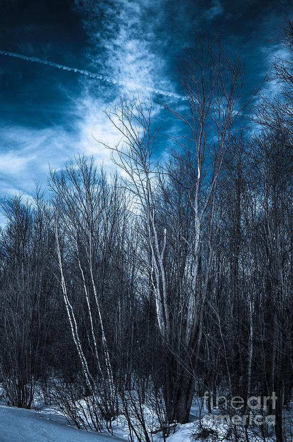 The Winter Blues Photograph by Bianca Nadeau