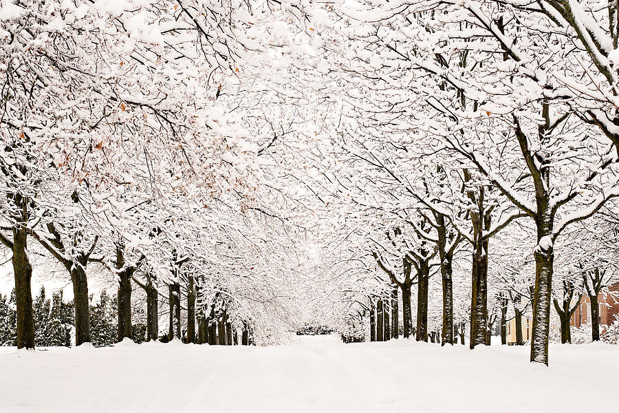 The Winter Path Photograph by Lisa Charbonneau | Fine Art America