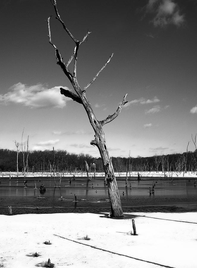 Tree Photograph - The Winter Sentinel by Ellen Tully