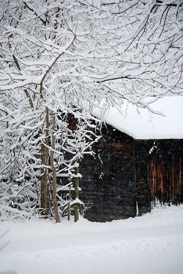 The Winter Shed Photograph by Mary Beth Landis