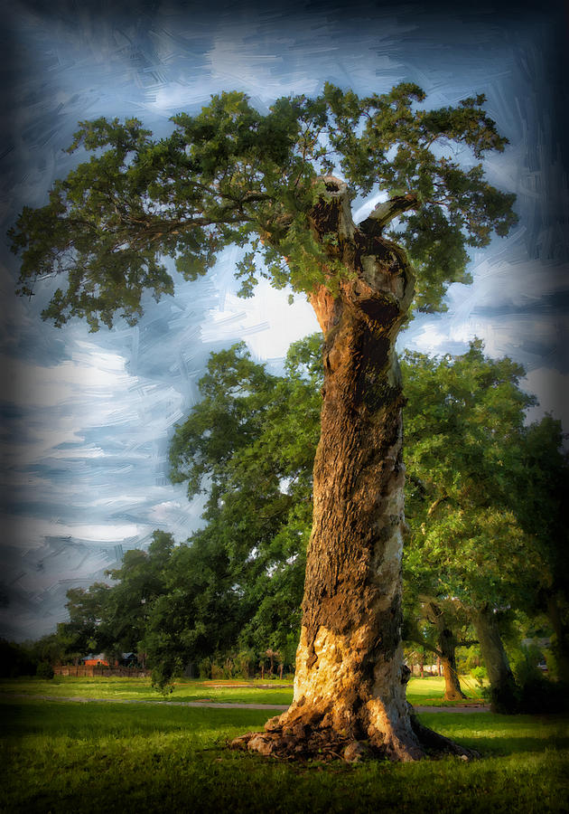 The Wisdom Tree Photograph by Sandra Lynn
