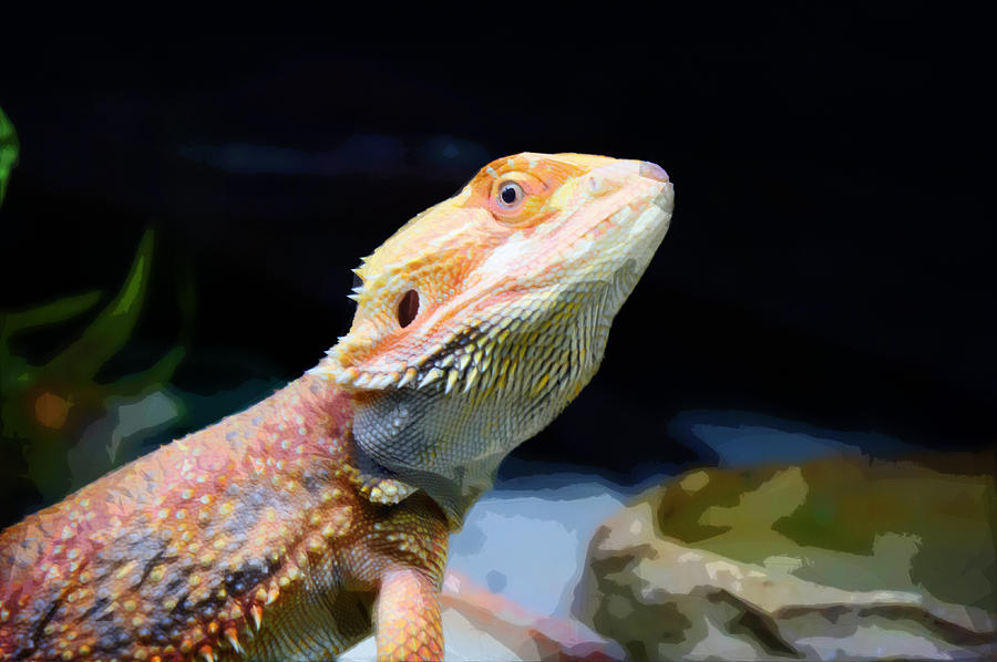 The wise Lizard Photograph by Celestial Images