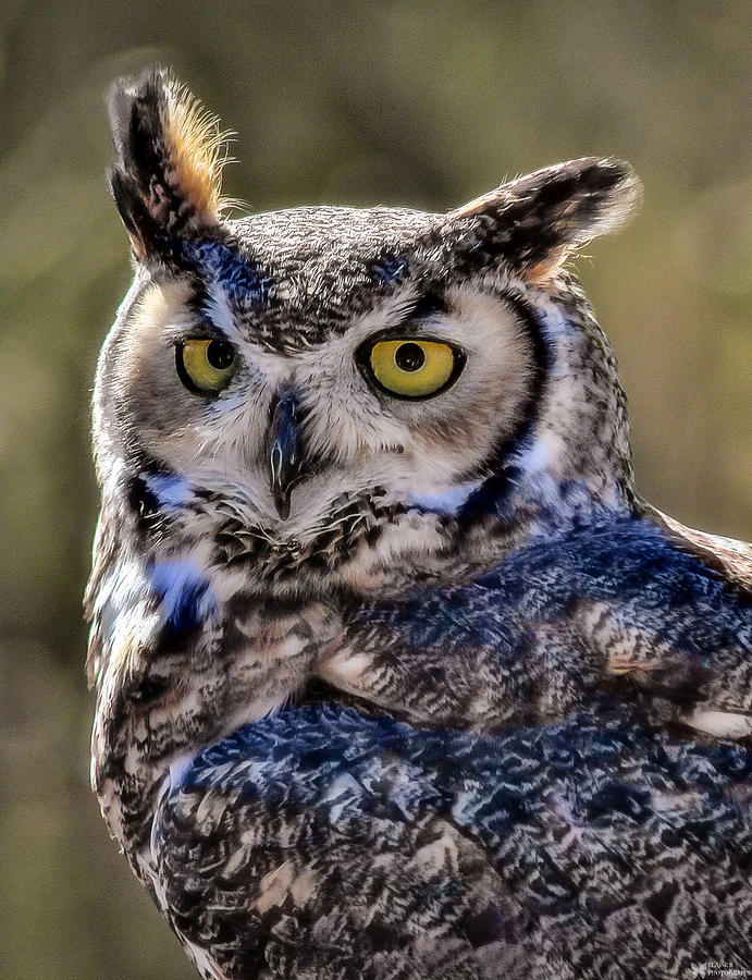 The Wise Old Owl Photograph by Elaine Malott