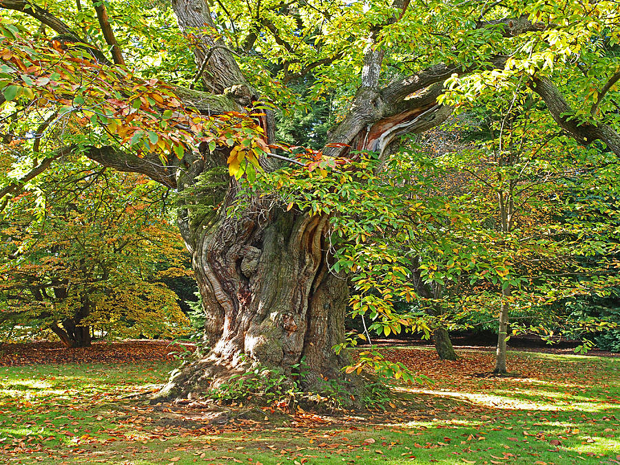 The Wise Old Tree Photograph by Gill Billington
