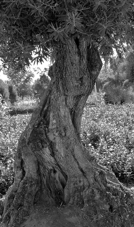 The Wise Olive Tree 1 Photograph by Charles Lucas