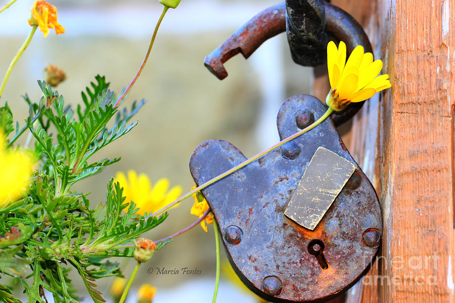 The Wise Owl Padlock - Cambria California  Photograph by Tap On Photo