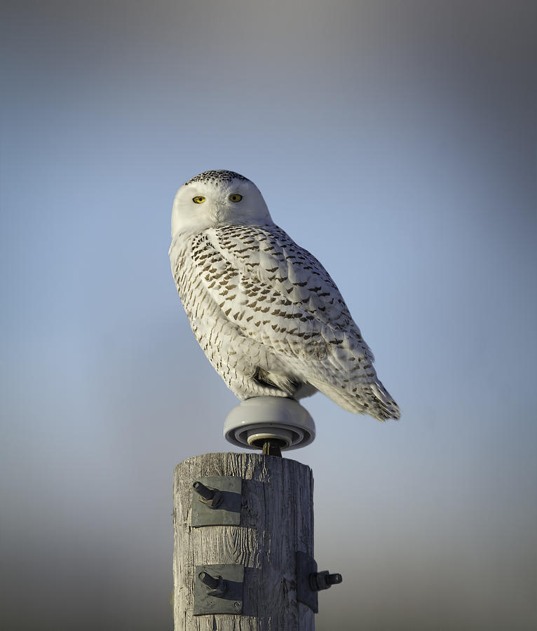 The Wise Snowy Owl Photograph by Thomas Young