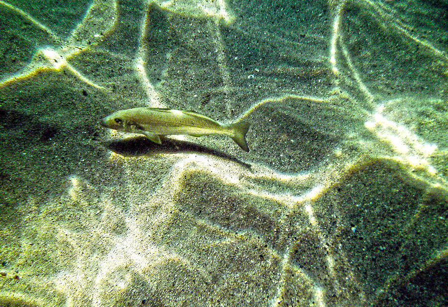 The wishing fish Photograph by Miroslava Jurcik