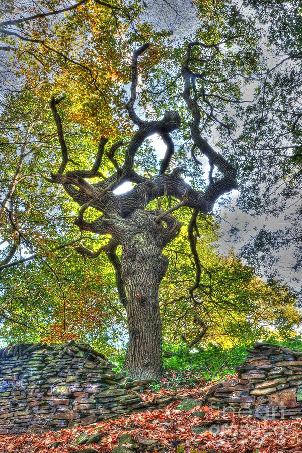 The Witches Tree Photograph by David Birchall