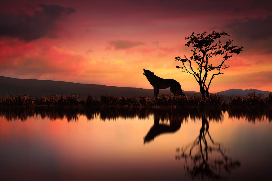 Wolves Photograph - The Wolf at Sunset by Jennifer Woodward