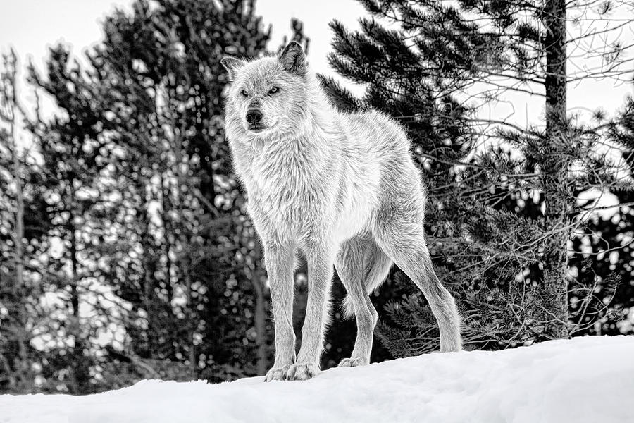 The Wolf  Photograph by Fran Riley