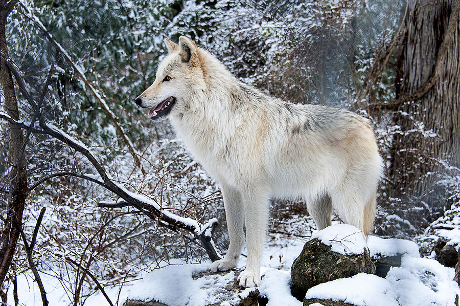 The Wolf Photograph by Roni Chastain
