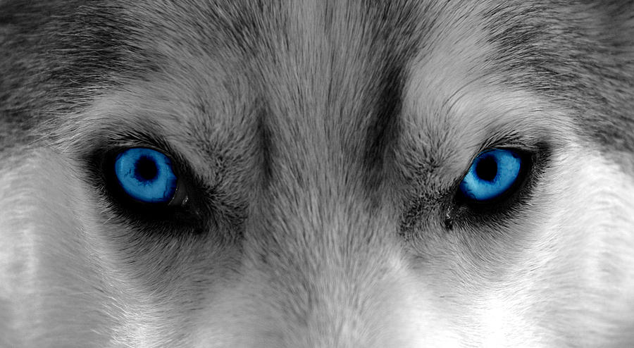The Wolf Within Photograph by Mgts
