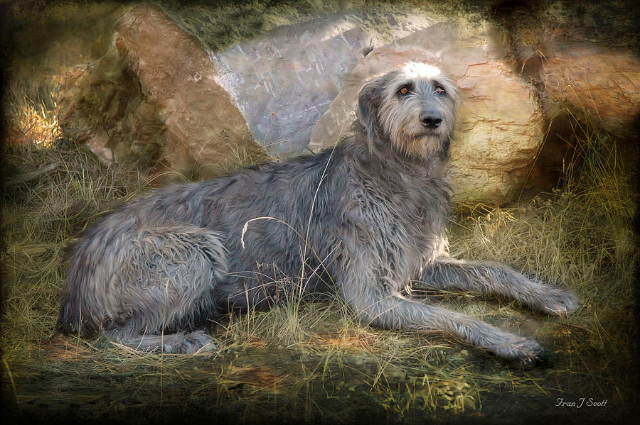 The Wolfhound  Photograph by Fran J Scott