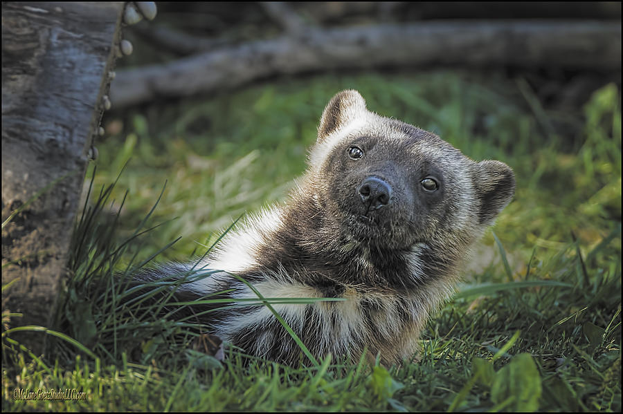 Download The Wolverine Skunk Bear Happy Face Photograph by LeeAnn ...