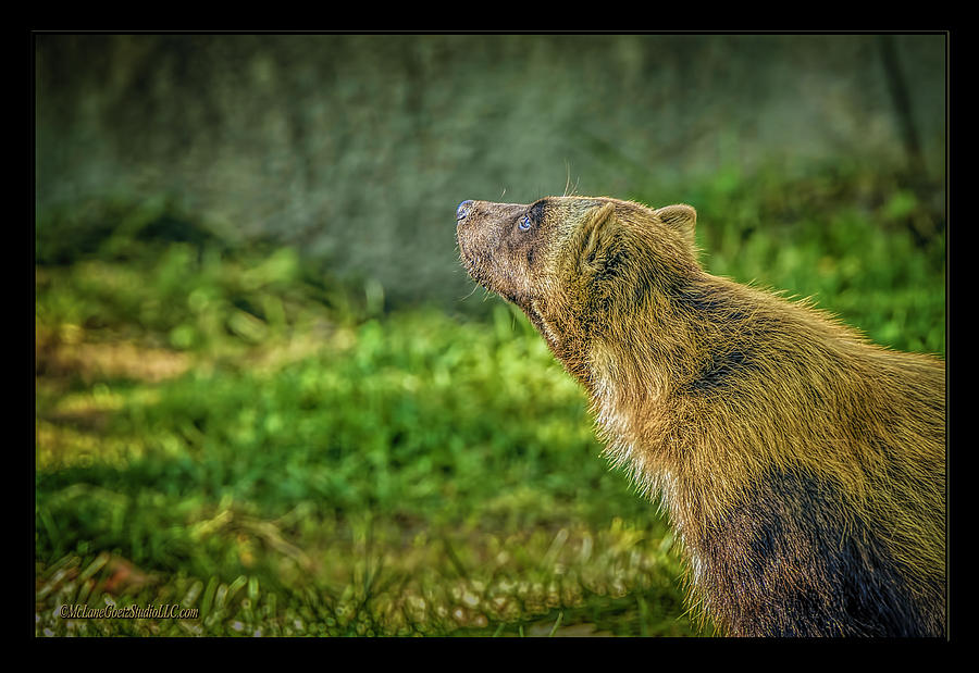 Animal Photograph - The Wolverine Skunk Bear Promise by LeeAnn McLaneGoetz McLaneGoetzStudioLLCcom