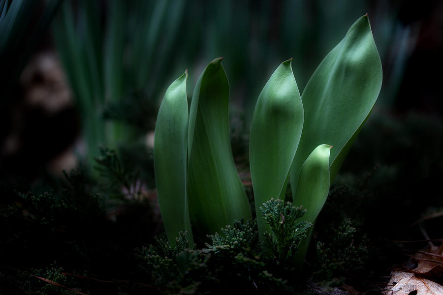 The Wonders Of Spring Photograph by Michael Eingle