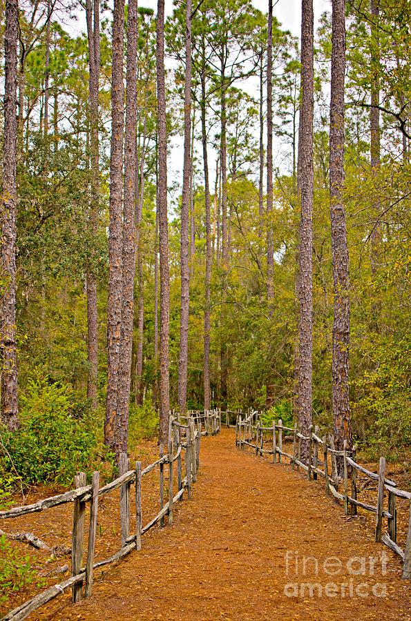 The Wooded Path Photograph