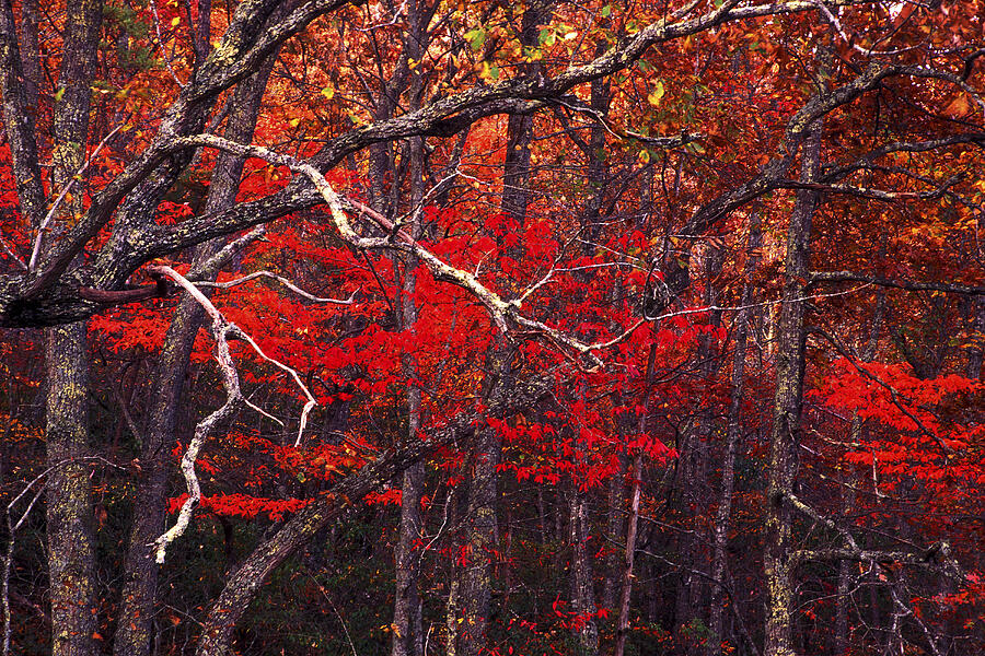 The woods aflame in red Photograph by Paul W Faust -  Impressions of Light