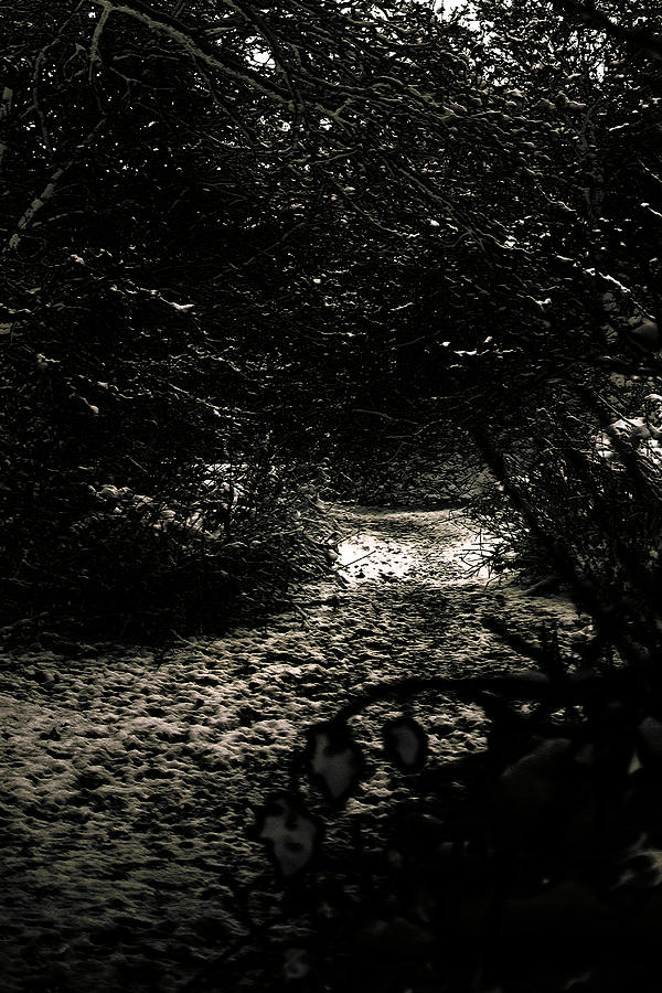 Anthony Bean Photograph - The Woods by Anthony Bean Anthony Bean Photograph - The Woods by Anthony Bean