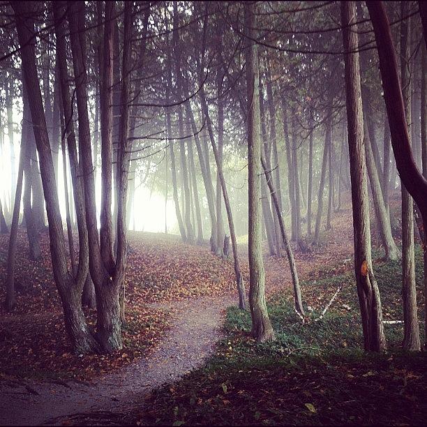 The Woods Are Enchanted Today Photograph by Bri Crittenden