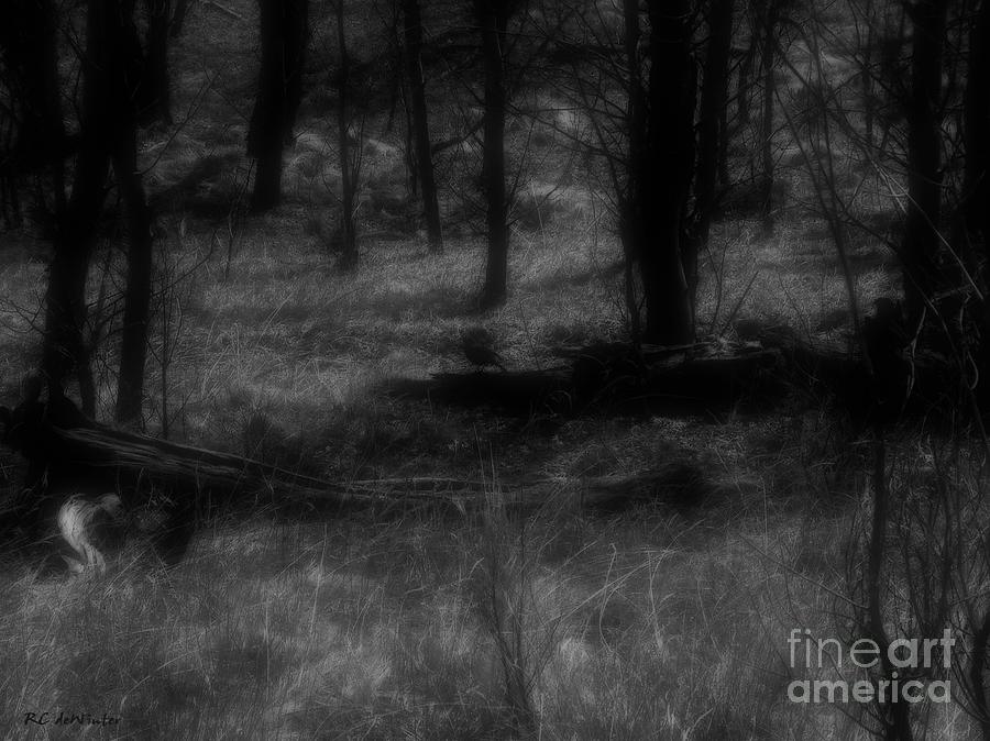 The Woods Are Lovely Dark and Deep Photograph by RC DeWinter